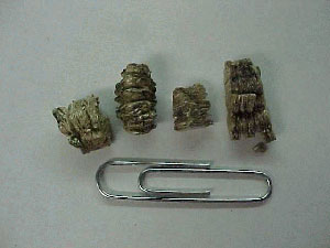 vermiculite
